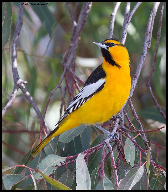 _2SB7441 bullocks oriole.jpg